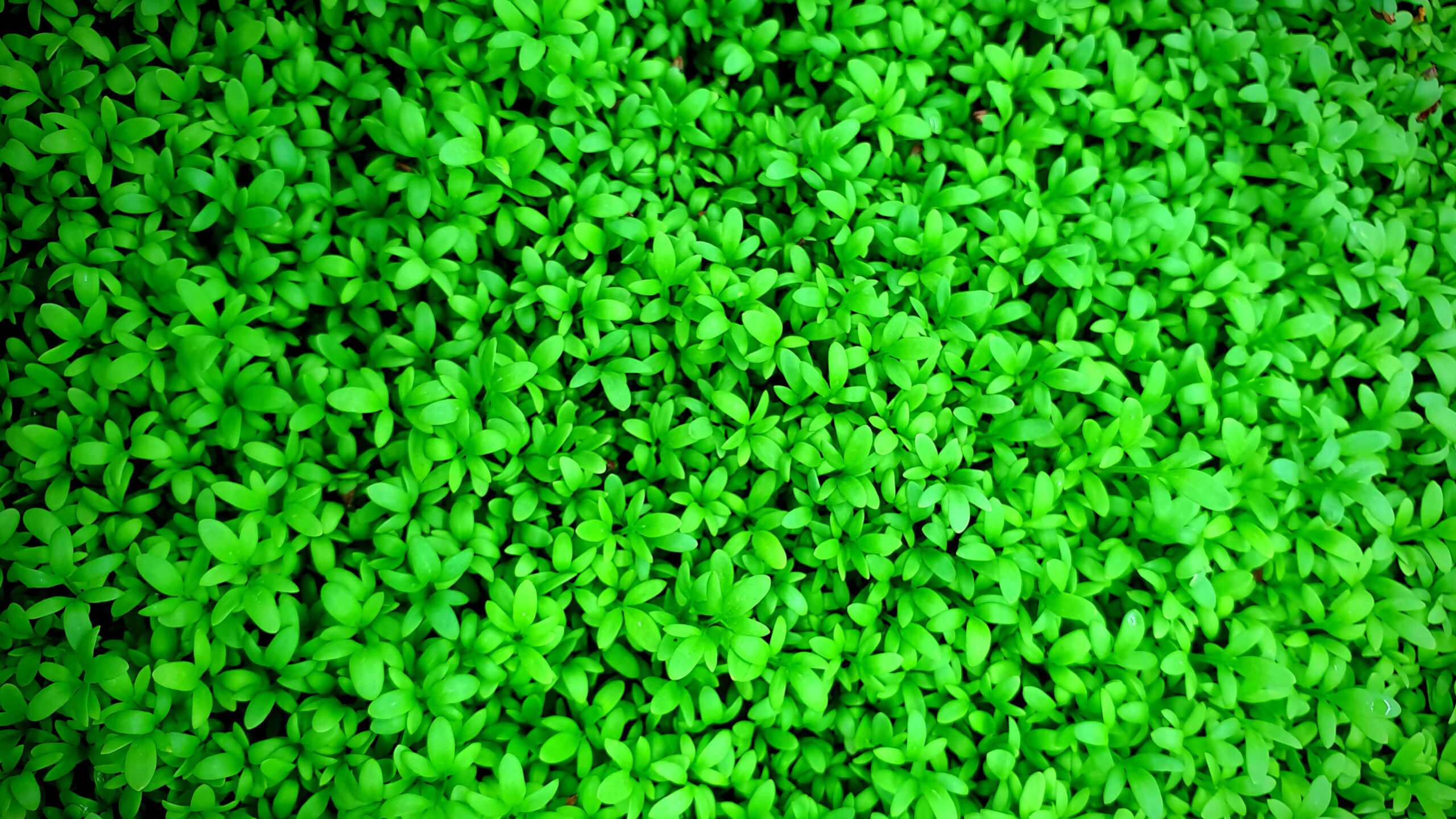 Many-Hats-Treehouse-Foods-Microgreens
